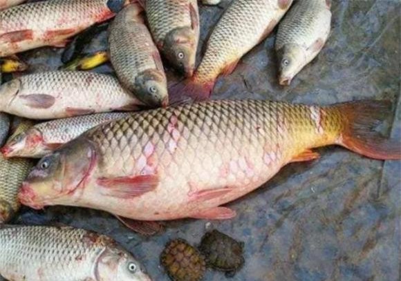 2-luu-y-khi-mua-ca-ngoisaovn-w639-h449 2 những loại cá không nên mua, cá không tốt cho sức khỏe, chăm sóc sức khỏe