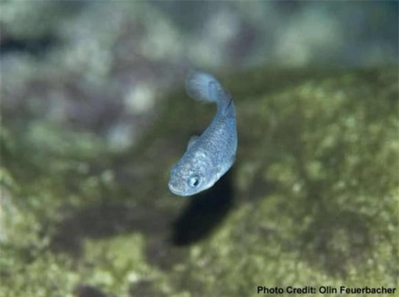 sống ở Hố Quỷ, Khám phá Thế giới động vật, cá nhộng lỗ quỷ