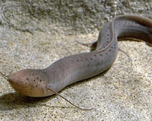 ca-sa-mac (1).jpg 0 cá sa mạc, châu phi, cá sống khoẻ, cá phổi châu phi