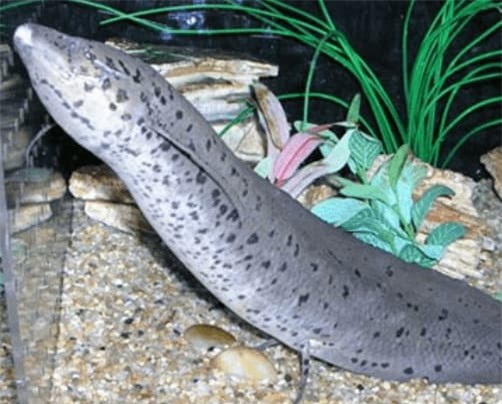 ca-sa-mac (1).jpg 1 cá sa mạc, châu phi, cá sống khoẻ, cá phổi châu phi