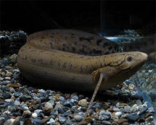 ca-sa-mac (1).jpg 2 cá sa mạc, châu phi, cá sống khoẻ, cá phổi châu phi