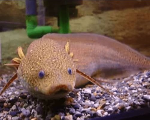 ca-sa-mac (1).jpg 3 cá sa mạc, châu phi, cá sống khoẻ, cá phổi châu phi