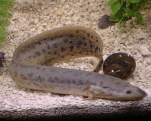 ca-sa-mac (1).jpg 4 cá sa mạc, châu phi, cá sống khoẻ, cá phổi châu phi