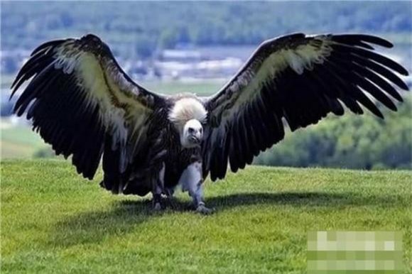 dai-bang (1).jpg 0 đại bàng, khám phá khoa học, loài chim to nhất, Đại bàng Argentina