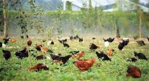 2-bat-duoc-loai-vat-ky-ka-ngoisaovn-w500-h272 3 thông tin thú vị, bắt được sinh vật lạ, người đàn ông bắt được sinh vật lạ