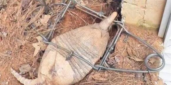 1-bat-duoc-loai-vat-ky-ka-ngoisaovn-w618-h307 4 thông tin thú vị, bắt được sinh vật lạ, người đàn ông bắt được sinh vật lạ