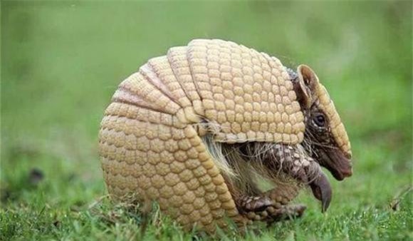 3-bat-duoc-loai-vat-ky-ka-ngoisaovn-w640-h374 2 thông tin thú vị, bắt được sinh vật lạ, người đàn ông bắt được sinh vật lạ