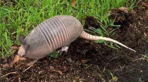 4-bat-duoc-loai-vat-ky-ka-ngoisaovn-w500-h278 1 thông tin thú vị, bắt được sinh vật lạ, người đàn ông bắt được sinh vật lạ