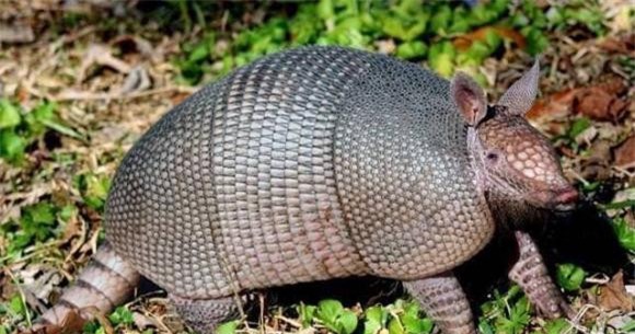 5-bat-duoc-loai-vat-ky-ka-ngoisaovn-w640-h337 0 thông tin thú vị, bắt được sinh vật lạ, người đàn ông bắt được sinh vật lạ