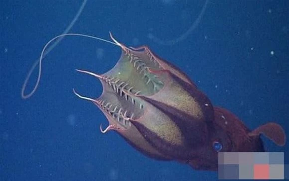  sinh vật dưới đáy biển sâu, khám phá đại dương