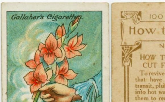 hoa.jpg 0 khoa học, mẹo vặt, tips