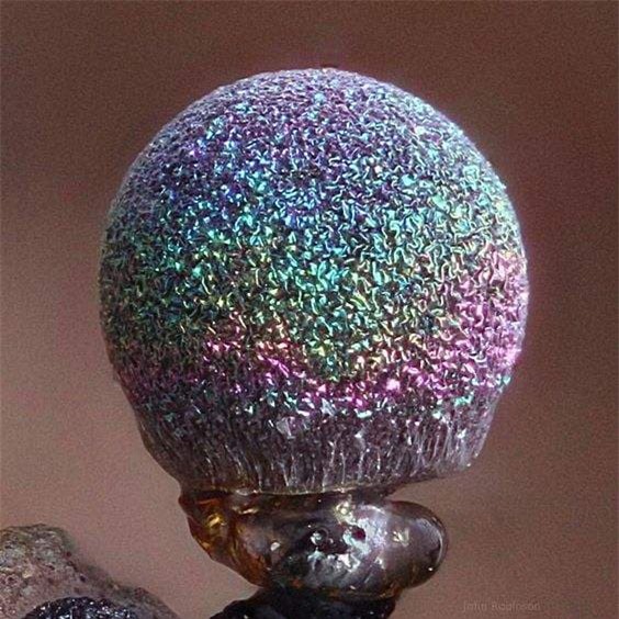 nam-tim (1).jpg 3 nấm tím, Elaeomyxa Cerifera , nấm Thạch anh tím Elaeomyxa Cerifera