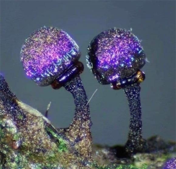 nam-tim (1).jpg 0 nấm tím, Elaeomyxa Cerifera , nấm Thạch anh tím Elaeomyxa Cerifera