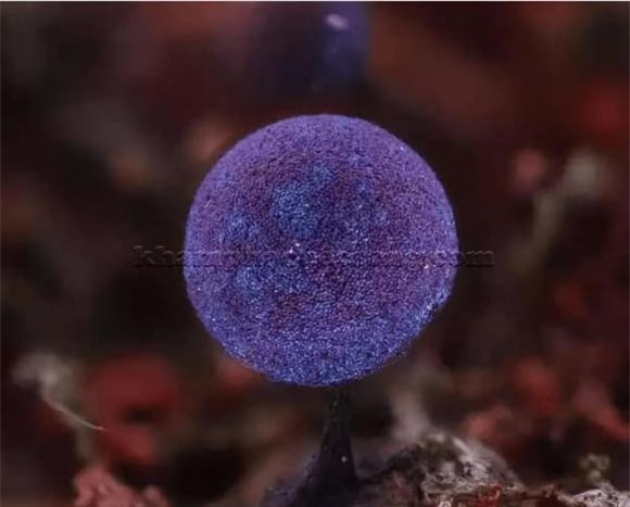 nam-tim (5).jpg 1 nấm tím, Elaeomyxa Cerifera , nấm Thạch anh tím Elaeomyxa Cerifera