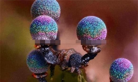 nam-tim (5).jpg 0 nấm tím, Elaeomyxa Cerifera , nấm Thạch anh tím Elaeomyxa Cerifera