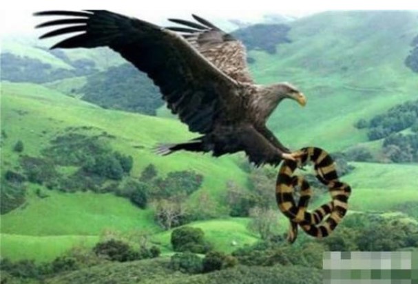 Loài chim lớn nhất mà con người biết đến là đại bàng Argentina, lớn hơn cả máy bay