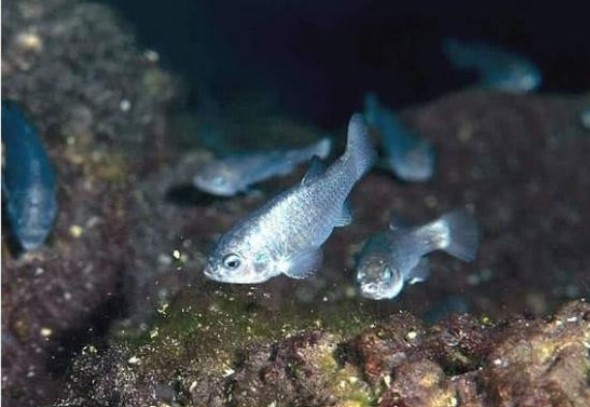 Loài cá đặc biệt, chỉ còn 38 con, sống ở Hố Quỷ, chi phí bảo tồn lên tới hơn 90 tỷ đồng