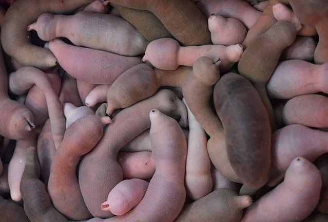 Loài hải sản có tên “nhạy cảm”, toàn thân không có xương nhưng lại tuyệt ngon, giá 200.000 đồng/kg