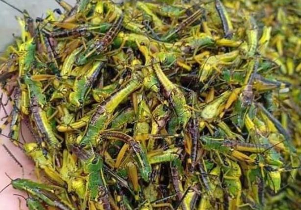 Côn trùng thôn quê thành đặc sản ở thành phố, giá cao chót vót nhưng vẫn được săn đón