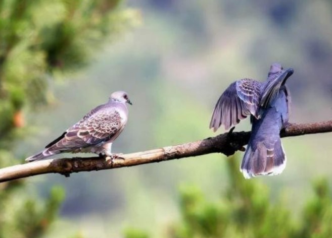Có câu: “Hai con chim vào nhà, dù không giàu sang cũng có phúc”. Hai con chim ấy dùng để chỉ hai loài chim nào?