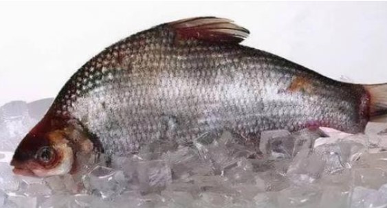 Không nên ăn 5 loại cá này vì có thể chứa formaldehyde và kim loại nặng, chia sẻ ngay cho gia đình bạn