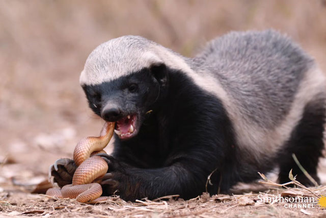 CLIP: ‘Kẻ bố đời’ tấn công, hạ sát rắn nốt ruồi trong nháy mắt