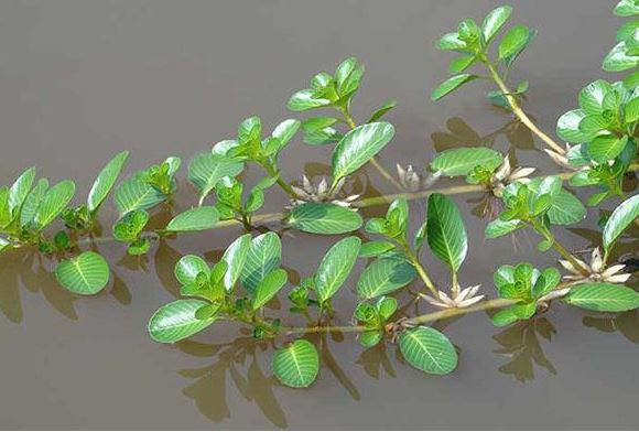 Cây này ăn rất ngon lại có thể làm thuốc, trước không biết toàn nhổ vứt đi, giờ bán 150.000 đồng/kg khó mua