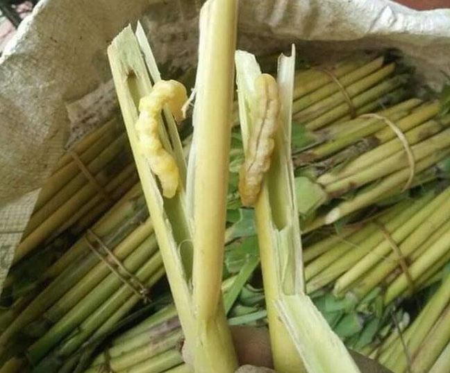 Con này được ví là “thần dược phòng the”, là một đặc sản nổi tiếng vùng Tây Bắc, giá 5 triệu đồng/kg khô