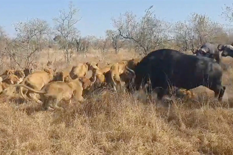 CLIP: Trâu rừng bất lực nhìn bầy sư tử hạ sát đồng loại