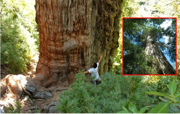 Cây cổ thụ nhiều tuổi nhất thế giới: Cao tới 60m, nảy mầm trước khi Kim tự tháp Ai Cập được xây dựng