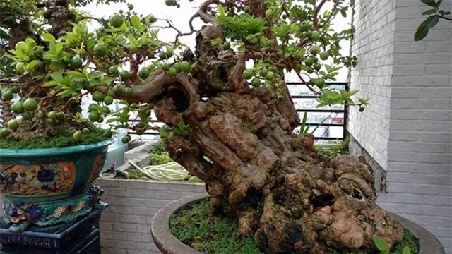 ngam-oi-bonsai-300-tuoi-khien-dai-gia-dung-ngoi-khong-yen