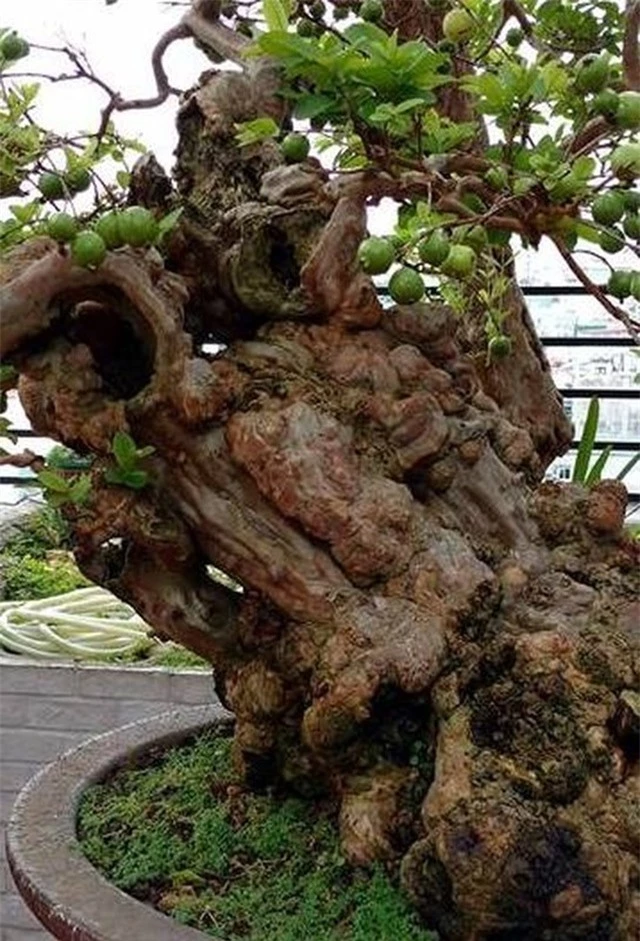 ngam-oi-bonsai-300-tuoi-khien-dai-gia-dung-ngoi-khong-yen-Hinh-6
