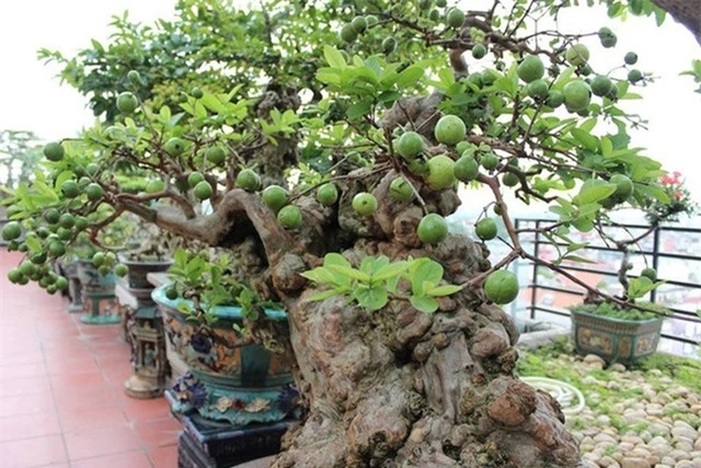ngam-oi-bonsai-300-tuoi-khien-dai-gia-dung-ngoi-khong-yen-Hinh-5