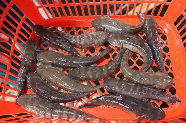 Giống cá bống khổng lồ giá 500.000 đồng/kg, trước chả ai biết đến giờ là đặc sản được săn lùng - 9