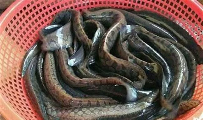 Loài cá được ví “nhân sâm dưới nước”, giá nửa triệu đồng/kg được giới nhà giàu săn lùng - 3
