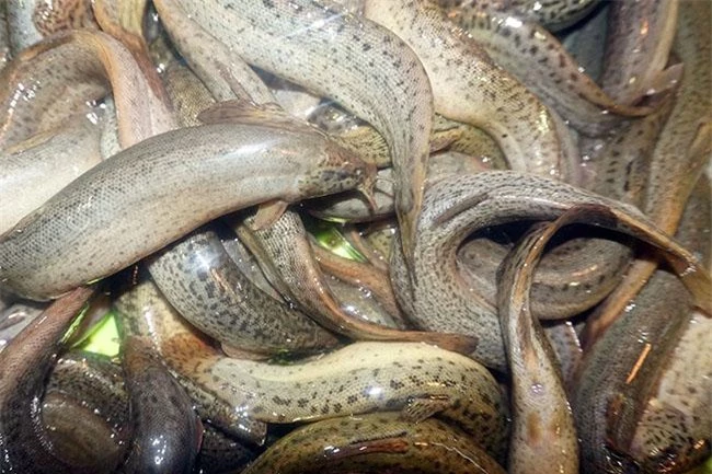 Loài cá được ví “nhân sâm dưới nước”, giá nửa triệu đồng/kg được giới nhà giàu săn lùng - 7