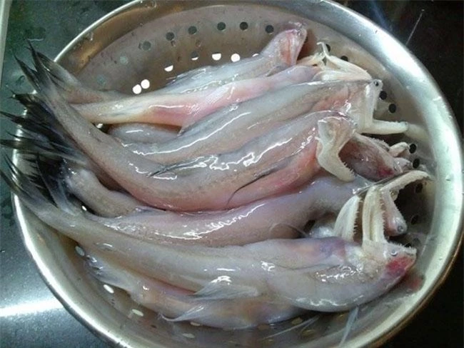 Loài cá thân mềm như cháo, hương vị tuyệt ngon mà giá chỉ hơn 200.000 đồng/kg - 2