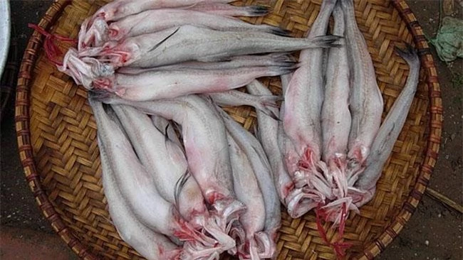 Loài cá thân mềm như cháo, hương vị tuyệt ngon mà giá chỉ hơn 200.000 đồng/kg - 3