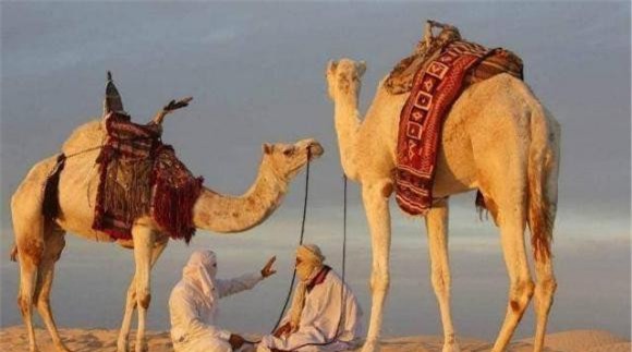 lac-da (1).jpeg 0 lạc đà, sa mạc, u bướu, động vật chịu khát