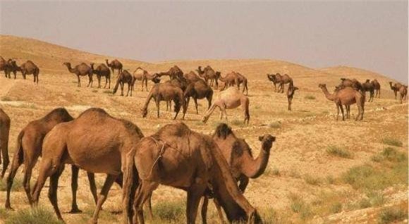 lac-da (1).jpeg 2 lạc đà, sa mạc, u bướu, động vật chịu khát