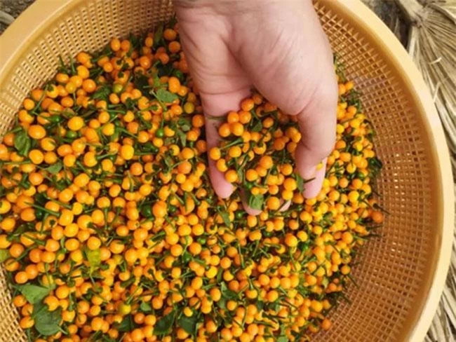 Quả bé tí ở nước ngoài bán 500 triệu đồng/kg, Việt Nam giờ trồng rất nhiều, thưởng thức 1 lần là nhớ mãi - 8