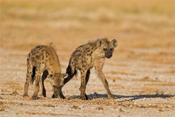 ken-ken (1).jpeg 1 kền kền, động vật ăn thịt, khám phá thiên nhiên