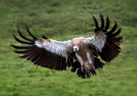 ken-ken (1).jpeg 2 kền kền, động vật ăn thịt, khám phá thiên nhiên