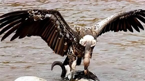 ken-ken (1).jpeg 3 kền kền, động vật ăn thịt, khám phá thiên nhiên