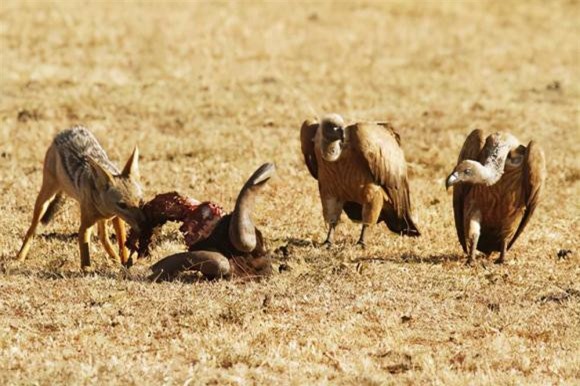 ken-ken (1).jpeg 4 kền kền, động vật ăn thịt, khám phá thiên nhiên