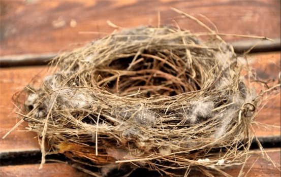 to-chim (1).jpg 2 tổ yến, khám phá khoa học, chuyện lạ, tổ chim