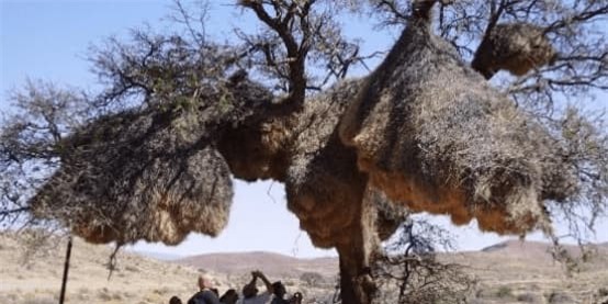 to-chim (1).jpg 3 tổ yến, khám phá khoa học, chuyện lạ, tổ chim