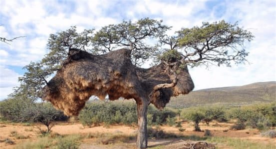 to-chim (1).jpg 4 tổ yến, khám phá khoa học, chuyện lạ, tổ chim