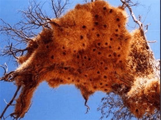 to-chim (1).jpg 1 tổ yến, khám phá khoa học, chuyện lạ, tổ chim