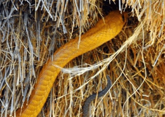 to-chim (1).jpg 0 tổ yến, khám phá khoa học, chuyện lạ, tổ chim